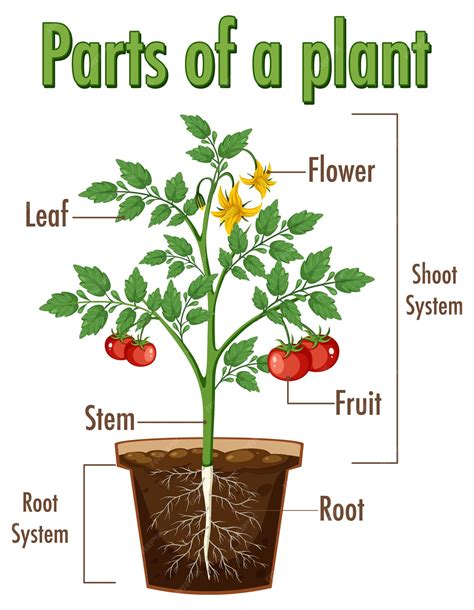 6 Parts Of A Plant