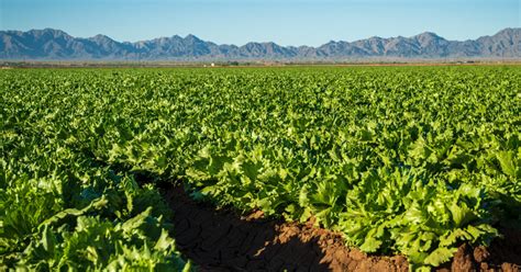 Agriculture In America