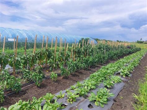 Agriculture In Barbados