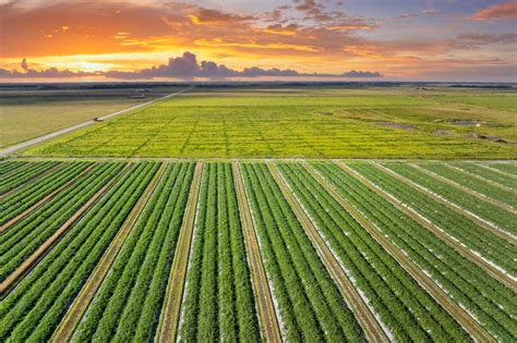 Agriculture In Florida
