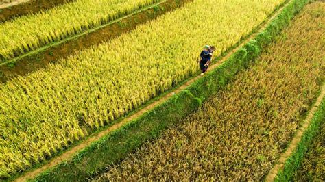 Agriculture In The Philippines