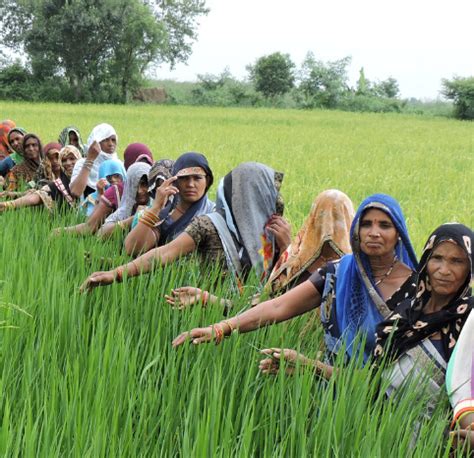 Agriculture In Uttar Pradesh