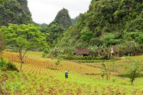 Agriculture In Vietnam