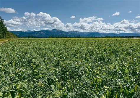 Agriculture In Yukon
