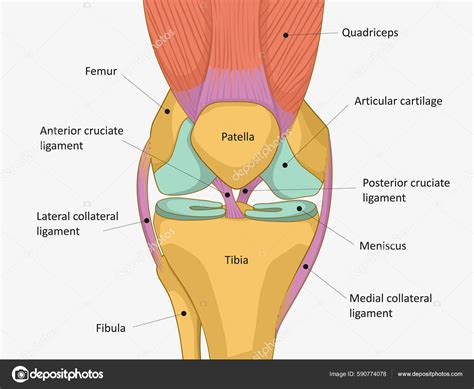 Anatomy Of A Knee