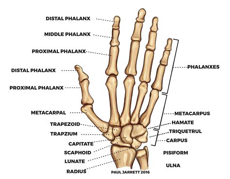 Anatomy Of Hand Bones