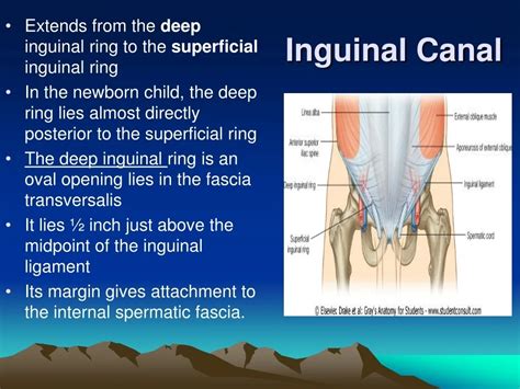Anatomy Of Inguinal Region