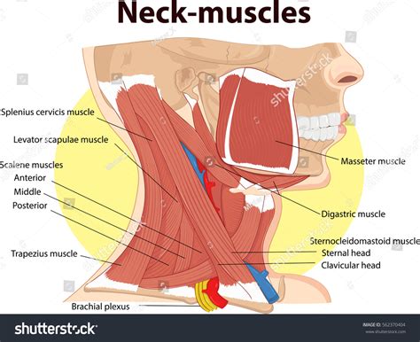 Anatomy Of Neck Muscles