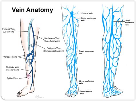 Anatomy Veins Leg