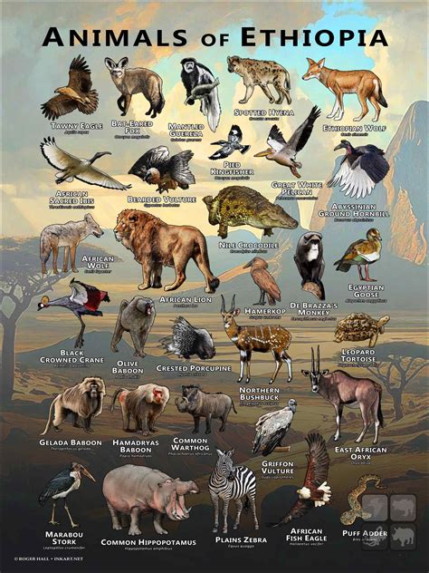Animals Endemic To Ethiopia