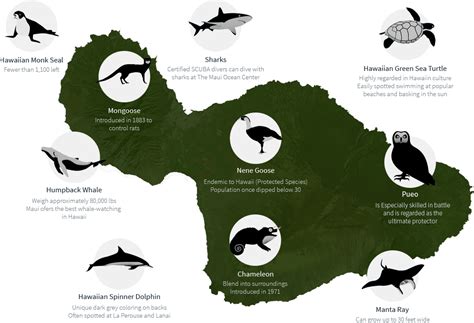 Animals Endemic To Hawaii