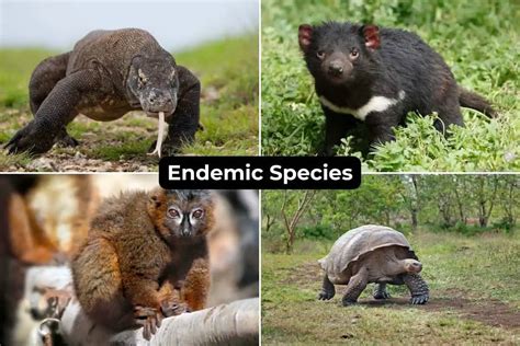 Animals Endemic To Luzon