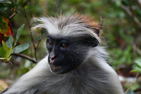Animals Endemic To Zanzibar