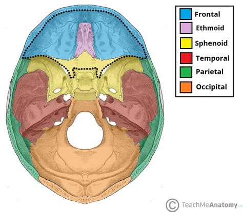 Anterior Cranial Fossa