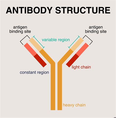 Antibodies Structure