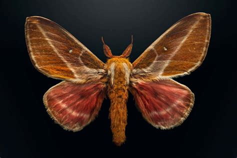Are There Endangered Bugs