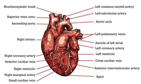 Base Of The Heart