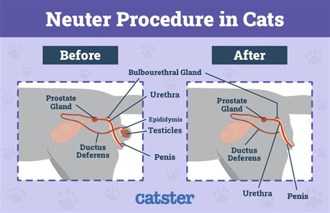 Behavior Of Neutered Male Cats