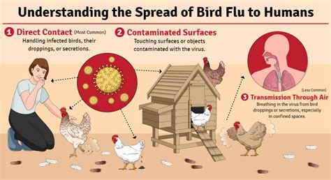 Bird Flu Does It Affect Humans