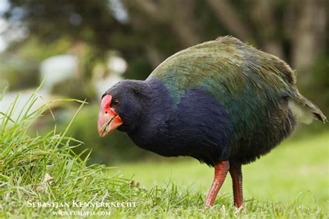 Birds Endemic To New Zealand