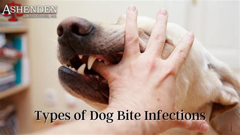 Bite Of Dog