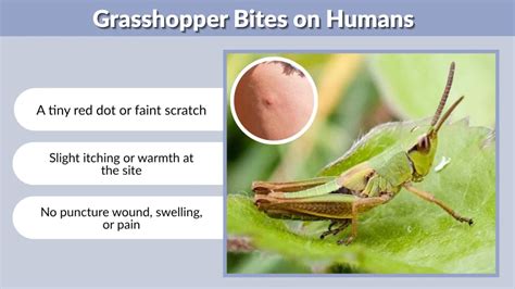 Bite Of Grasshopper
