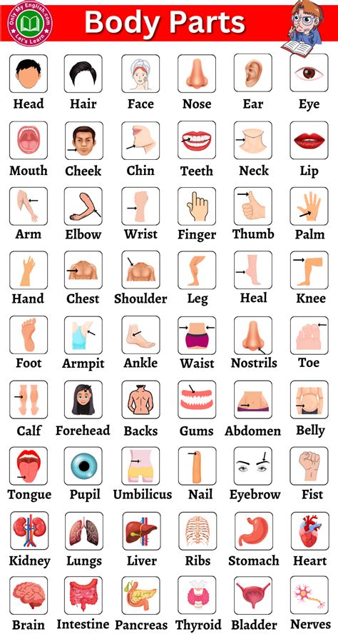 Body Parts List R