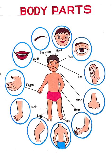 Body Parts With M