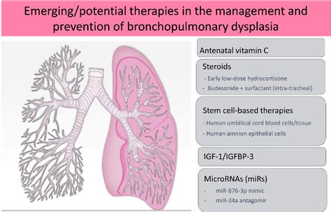 Bronchopulmonary Dysplasia Treatment