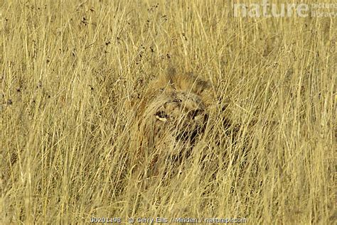 Camouflage Of Lion