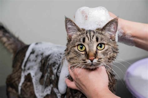 Can You Use Dog Shampoo On Cats