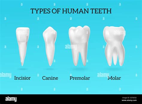 Canine Teeth Human