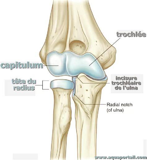 Capitellum Of The Humerus
