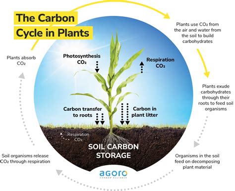 Carbon Cycle Plants