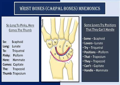 Carpal Bones Mnemonic