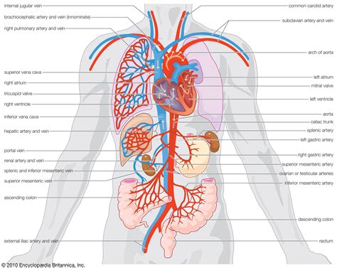Circulatory System Parts