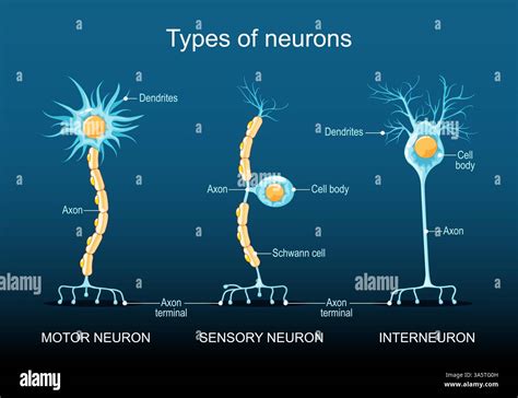 Classification Of Neurons