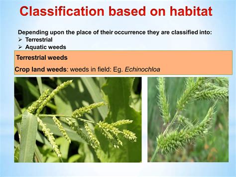 Classification Of Weeds