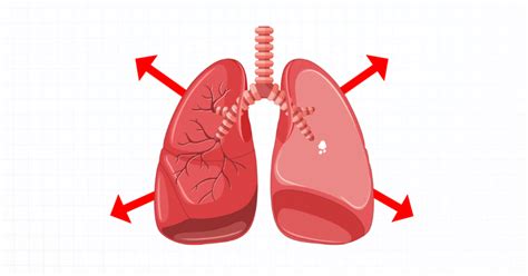 Compliant Lung