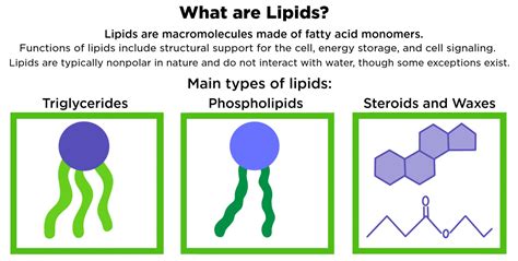 Components Of Lipids