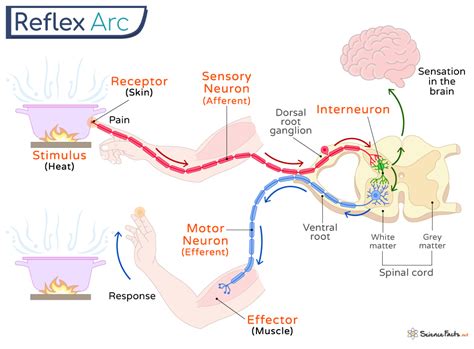 Components Of Reflex Arc