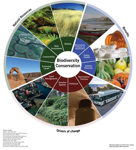 Conservation Of Diversity