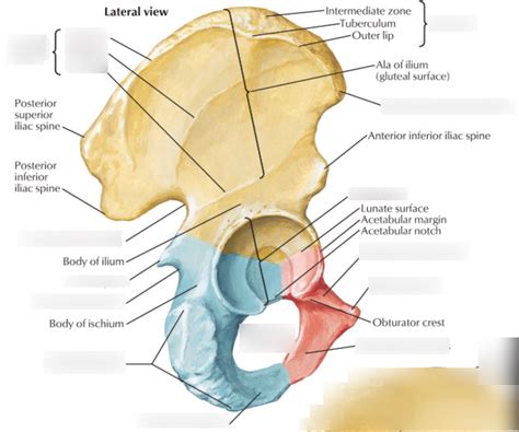 Coxal Bone Lateral Viel