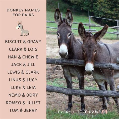 Cute Names For Donkeys
