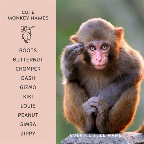 Cute Names For Monkeys