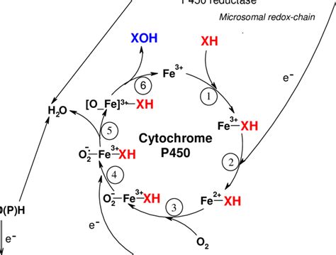 Cytochrome P450 Mechanism