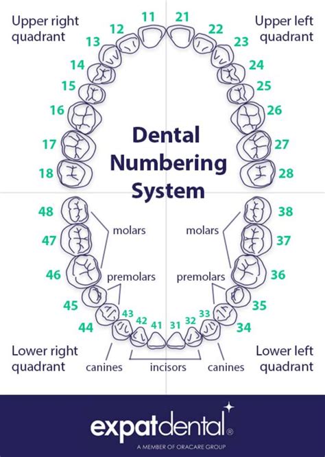 Dentist Numbering Teeth