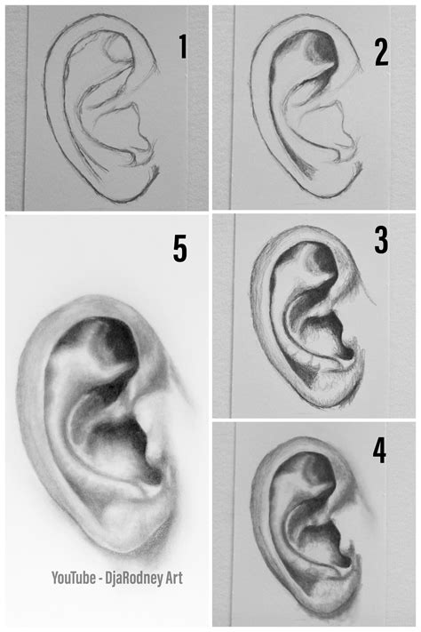 Drawing Of Ear