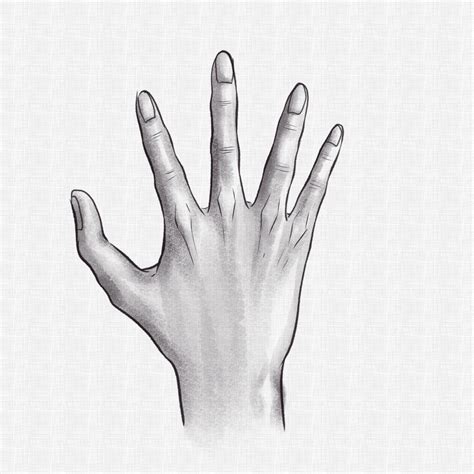 Drawing Of Hand