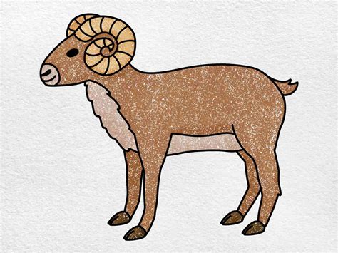 Drawing Of Ram